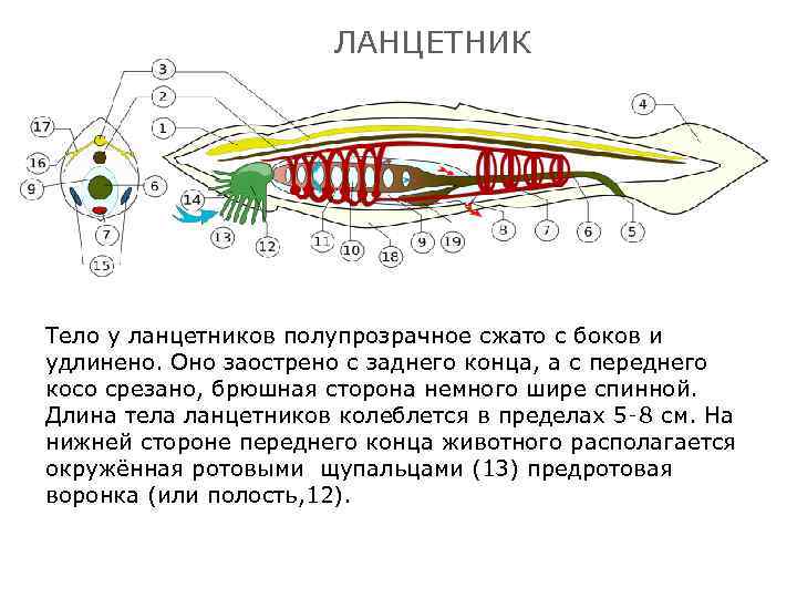 Брюшная и спинная сторона рыбы