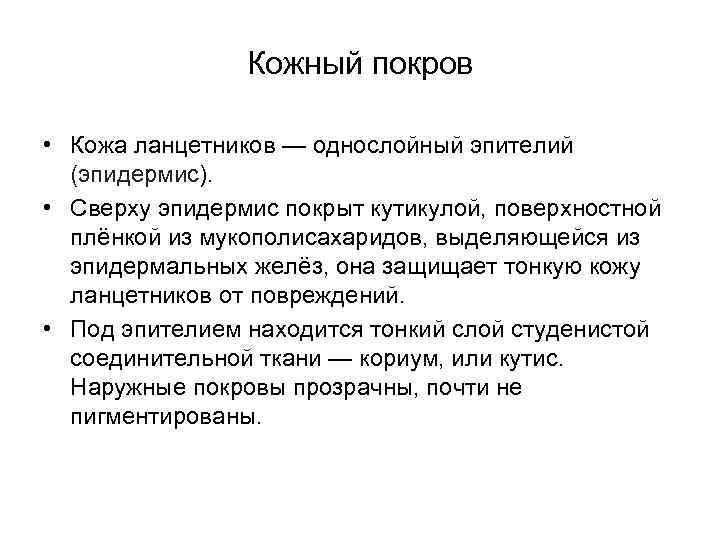 Кожный покров • Кожа ланцетников — однослойный эпителий (эпидермис). • Сверху эпидермис покрыт кутикулой,