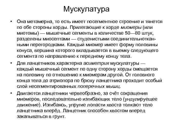 Мускулатура • Она метамерна, то есть имеет посегментное строение и тянется по обе стороны