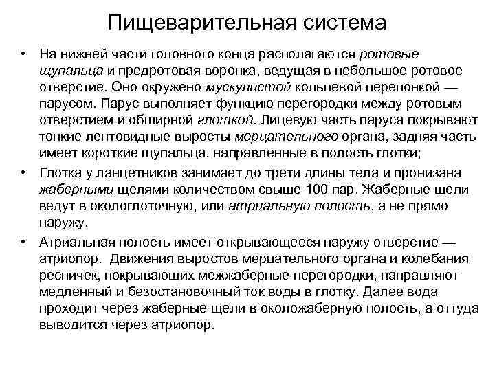 Пищеварительная система • На нижней части головного конца располагаются ротовые щупальца и предротовая воронка,