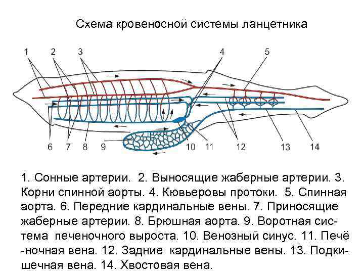 Пищеварительная система ланцетника. Кровеносная система ланцетника венозный синус. Венозный синус ланцетника. Венозная система ланцетника. Воротная система печени ланцетника.