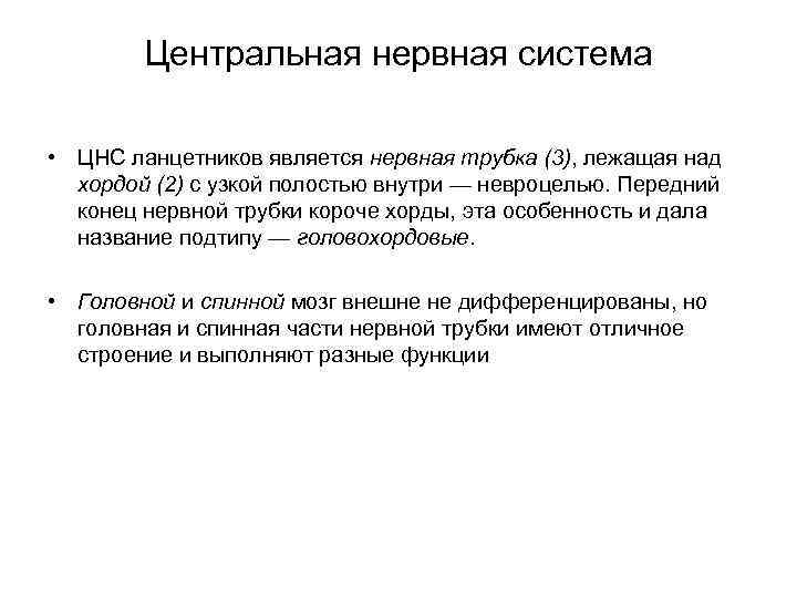 Центральная нервная система • ЦНС ланцетников является нервная трубка (3), лежащая над хордой (2)