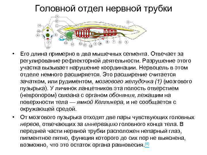 Головной отдел нервной трубки • Его длина примерно в два мышечных сегмента. Отвечает за