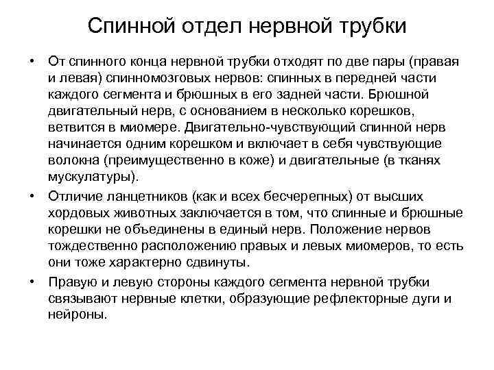 Спинной отдел нервной трубки • От спинного конца нервной трубки отходят по две пары