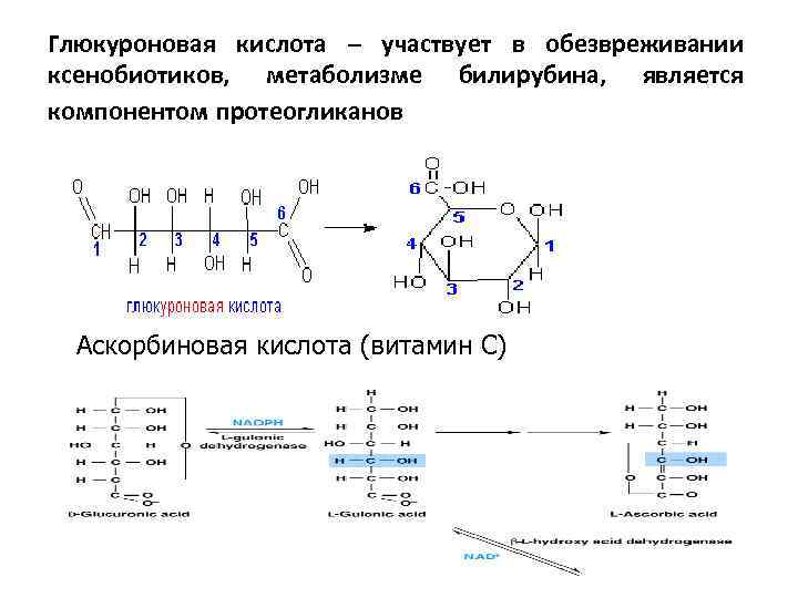 Глюкуроновая кислота – участвует в обезвреживании ксенобиотиков, метаболизме билирубина, является компонентом протеогликанов Аскорбиновая кислота