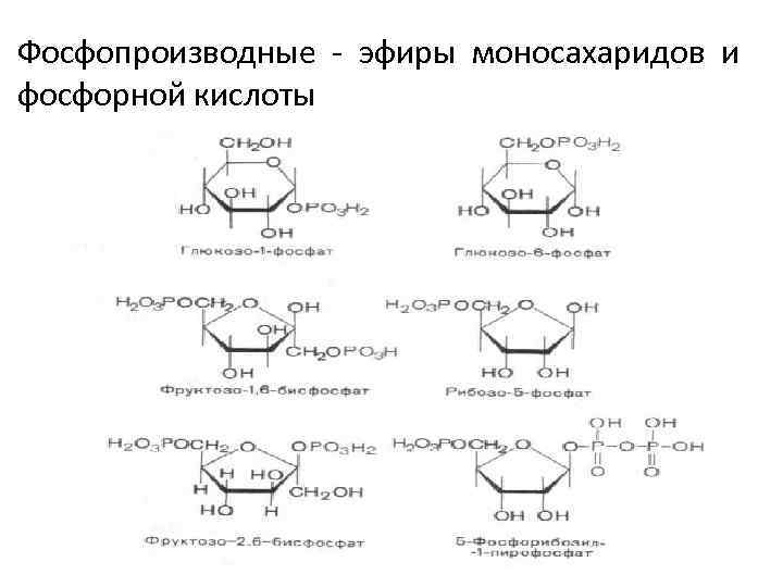 Фосфопроизводные - эфиры моносахаридов и фосфорной кислоты 