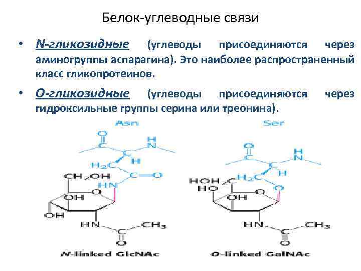 Белок-углеводные связи • N-гликозидные (углеводы присоединяются через аминогруппы аспарагина). Это наиболее распространенный класс гликопротеинов.