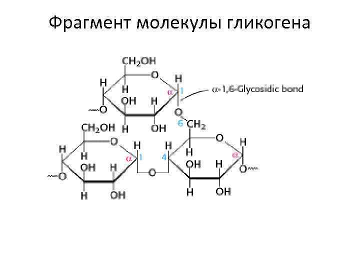 Фрагмент молекулы гликогена 