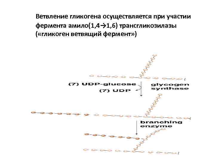 Ветвление гликогена осуществляется при участии фермента амило(1, 4→ 1, 6) трансгликозилазы ( «гликоген ветвящий
