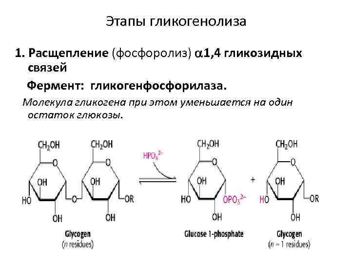 Этапы гликогенолиза 1. Расщепление (фосфоролиз) 1, 4 гликозидных связей Фермент: гликогенфосфорилаза. Молекула гликогена при