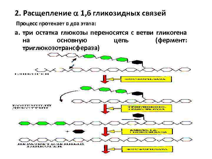 2. Расщепление 1, 6 гликозидных связей Процесс протекает в два этапа: а. три остатка