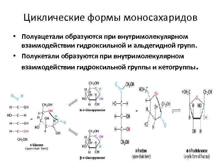 Циклические формы моносахаридов • Полуацетали образуются при внутримолекулярном взаимодействии гидроксильной и альдегидной групп. •