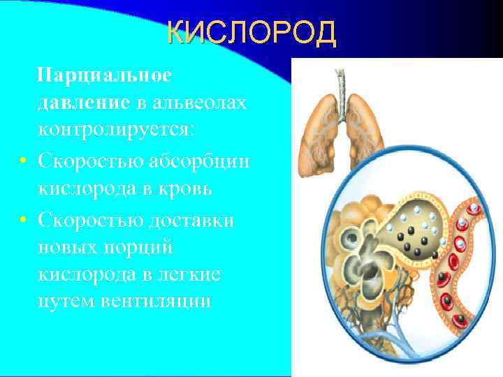 КИСЛОРОД Парциальное давление в альвеолах контролируется: • Скоростью абсорбции кислорода в кровь • Скоростью