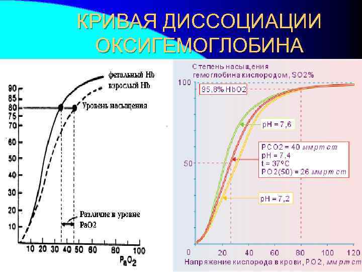 КРИВАЯ ДИССОЦИАЦИИ ОКСИГЕМОГЛОБИНА 