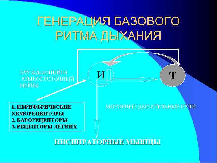 ГЕНЕРАЦИЯ БАЗОВОГО РИТМА ДЫХАНИЯ БЛУЖДАЮЩИЙ И ЯЗЫКОГЛОТОЧНЫЙ НЕРВЫ 1. ПЕРИФЕРИЧЕСКИЕ ХЕМОРЕЦЕПТОРЫ 2. БАРОРЕЦЕПТОРЫ 3.