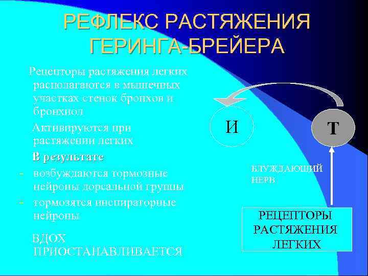 РЕФЛЕКС РАСТЯЖЕНИЯ ГЕРИНГА-БРЕЙЕРА Рецепторы растяжения легких располагаются в мышечных участках стенок бронхов и бронхиол