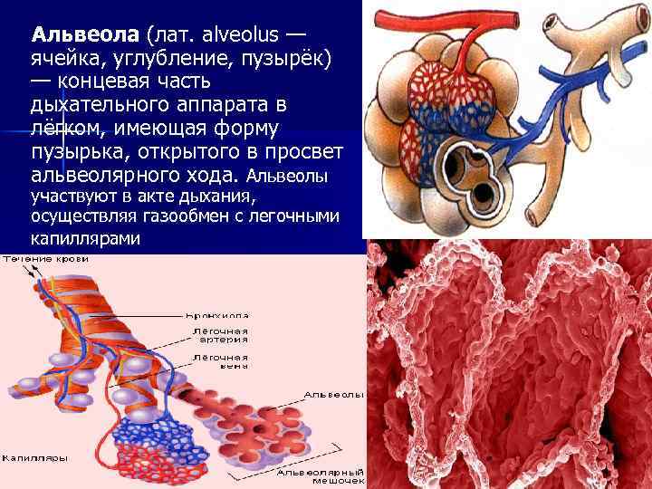 Альвеола (лат. alveolus — ячейка, углубление, пузырёк) — концевая часть дыхательного аппарата в лёгком,