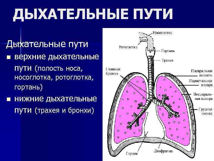 ДЫХАТЕЛЬНЫЕ ПУТИ Дыхательные пути n верхние дыхательные пути (полость носа, носоглотка, ротоглотка, гортань) n