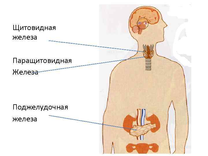 Щитовидная железа Паращитовидная Железа Поджелудочная железа 