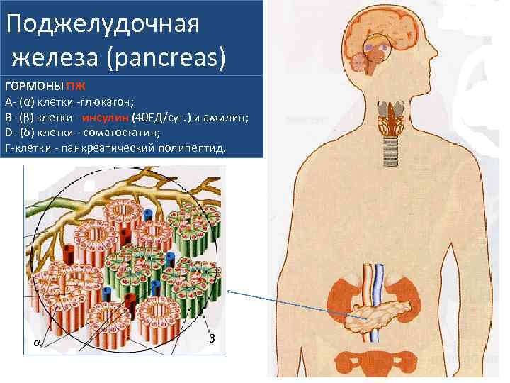 Поджелудочная железа (pancreas) ГОРМОНЫ ПЖ А- (α) клетки -глюкагон; В- (β) клетки - инсулин