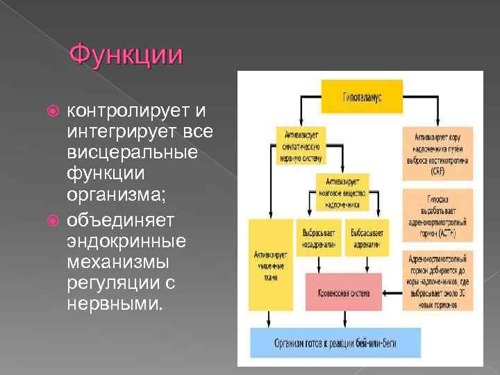 Функции контролирует и интегрирует все висцеральные функции организма; объединяет эндокринные механизмы регуляции с нервными.