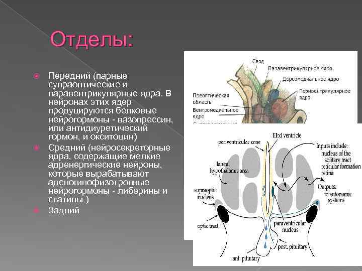 Отделы: Передний (парные супраоптические и паравентрикулярные ядра. В нейронах этих ядер продуцируются белковые нейрогормоны