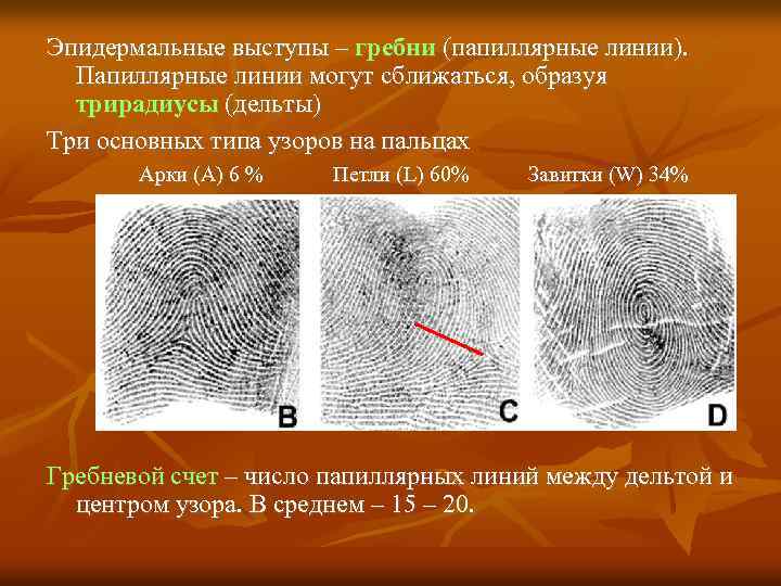 Дерматоглифика виды рисунков значение преобладающих типов