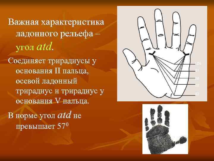 Важная характеристика ладонного рельефа – угол atd. Соединяет трирадиусы у основания II пальца, осевой