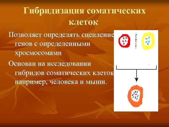 Гибридизация соматических клеток Позволяет определять сцепление генов с определенными хросмосомами Основан на исследовании гибридов