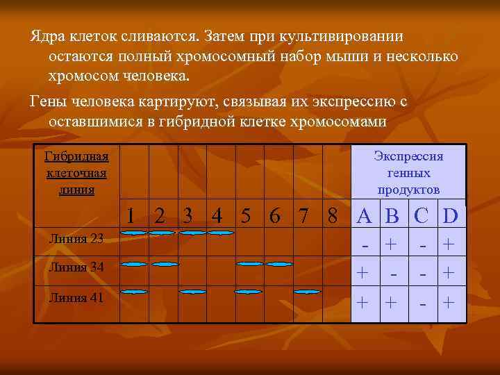 Ядра клеток сливаются. Затем при культивировании остаются полный хромосомный набор мыши и несколько хромосом