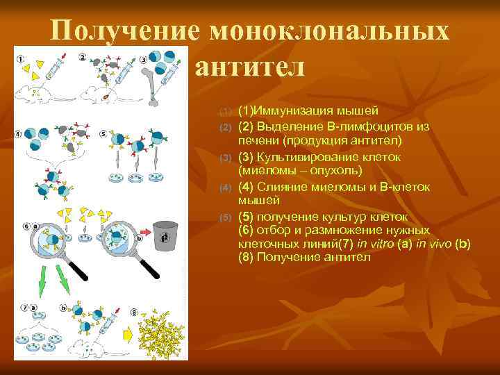 Получение моноклональных антител (1) (2) (3) (4) (5) (1)Иммунизация мышей (2) Выделение В-лимфоцитов из
