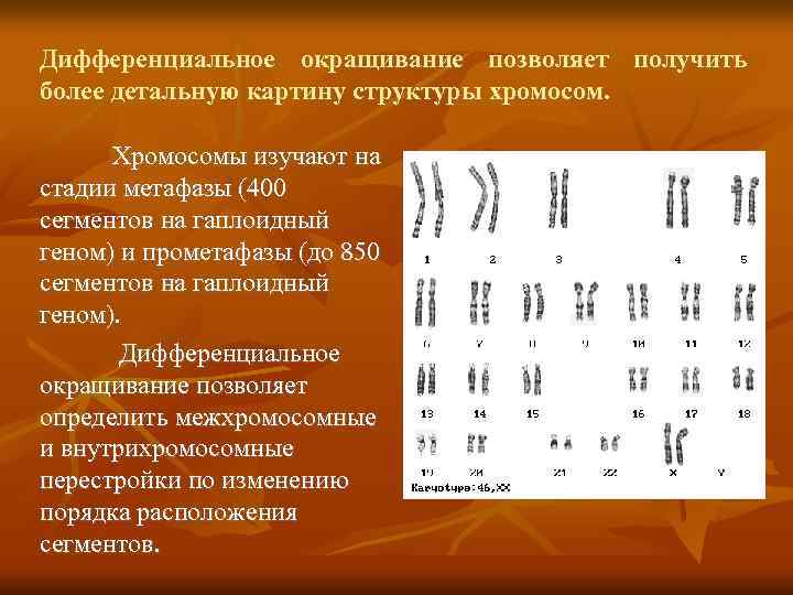 Дифференциальное окращивание позволяет получить более детальную картину структуры хромосом. Хромосомы изучают на стадии метафазы