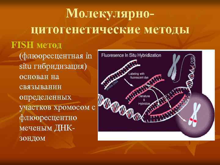 Молекулярноцитогенетические методы FISH метод (флюоресцентная in situ гибридизация) основан на связывании определенных участков хромосом