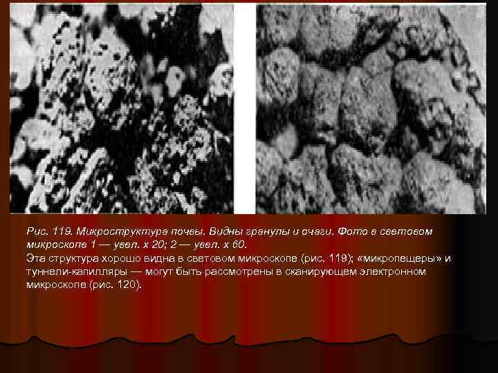 Рис. 119. Микроструктура почвы. Видны гранулы и очаги. Фото в световом микроскопе 1 —
