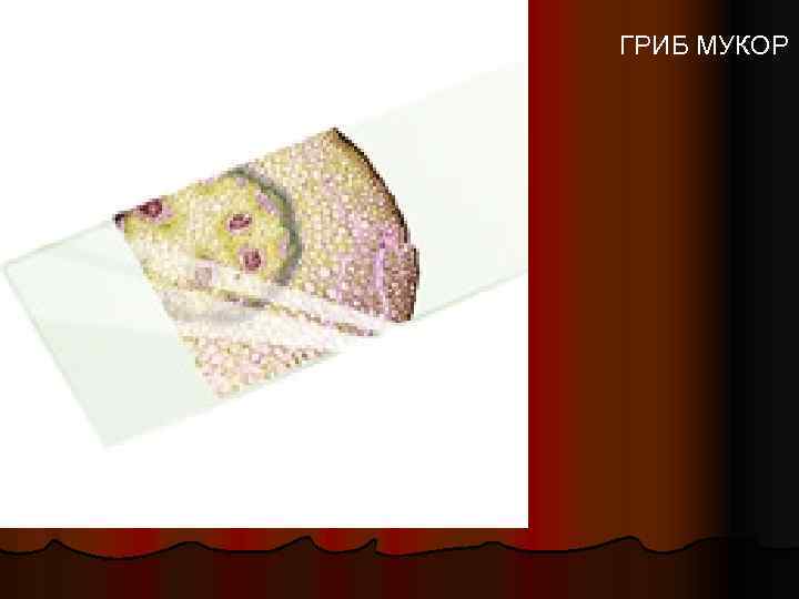ГРИБ МУКОР 