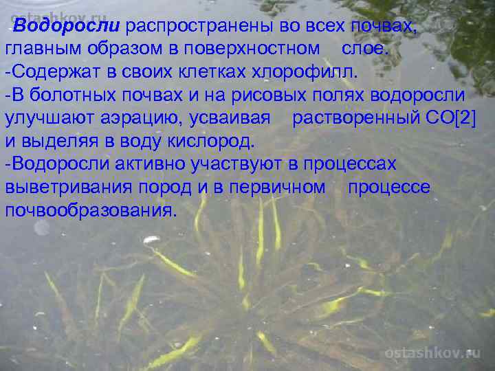 -Водоросли распространены во всех почвах, главным образом в поверхностном слое. -Содержат в своих клетках