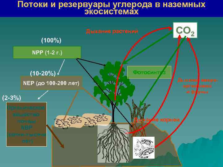 Экосистемы круговорот углерода. Биологический круговорот углерода. Круговорот углерода в почве. Составить схему круговорота углерода. Круговорот углерода в природе схема.