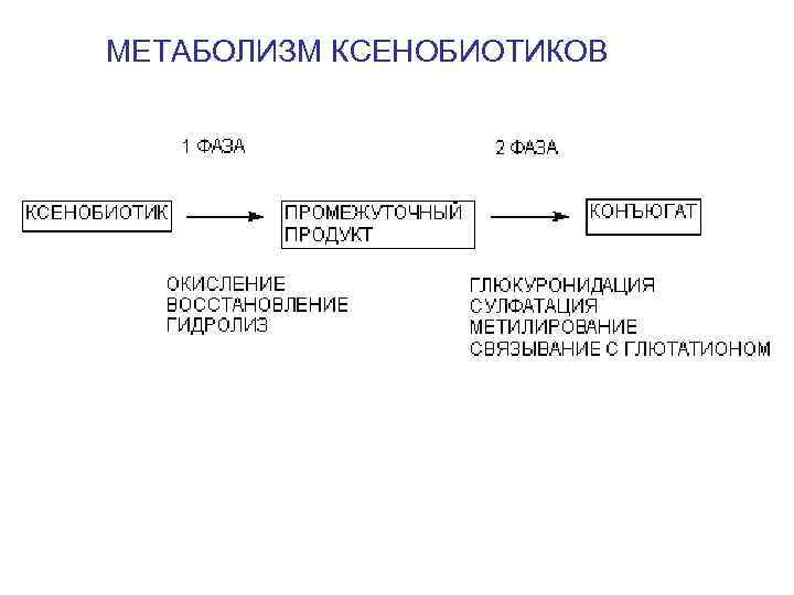 МЕТАБОЛИЗМ КСЕНОБИОТИКОВ 