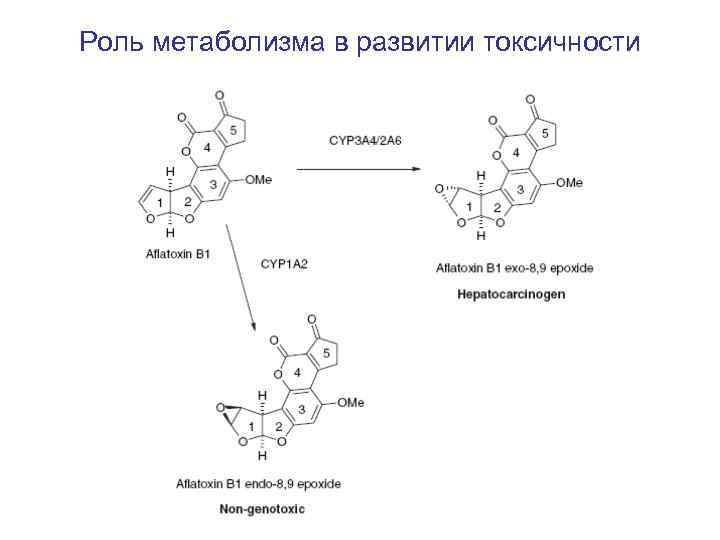 Роль метаболизма в развитии токсичности 