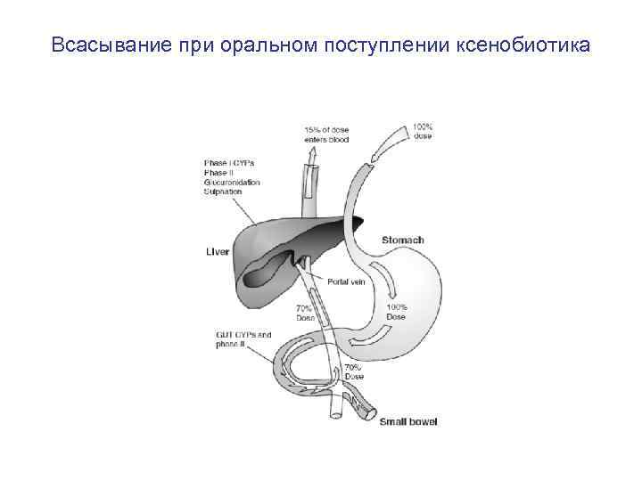 Всасывание при оральном поступлении ксенобиотика 