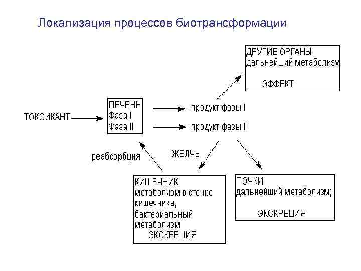 Локализация процессов биотрансформации 