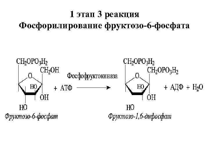 Фруктозо 6 дифосфат. Фосфорилирование фруктозы во фруктозо-6-фосфат. Реакции образования фруктозо-6-фосфата. Образование фруктозо 1 фосфата из фруктозы. Превращение глюкозо 6 фосфата в фруктозо 6 фосфат.