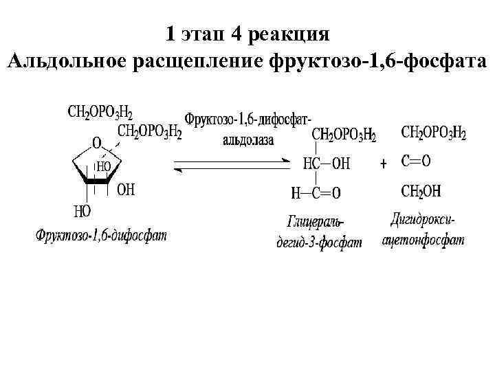 Реакция альдольного расщепления фруктозо-1.6-дифосфата. Альдольное расщепление фруктозы. Расщепление фруктозы на 2 фосфотриозы. Реакция расщепления происходит в