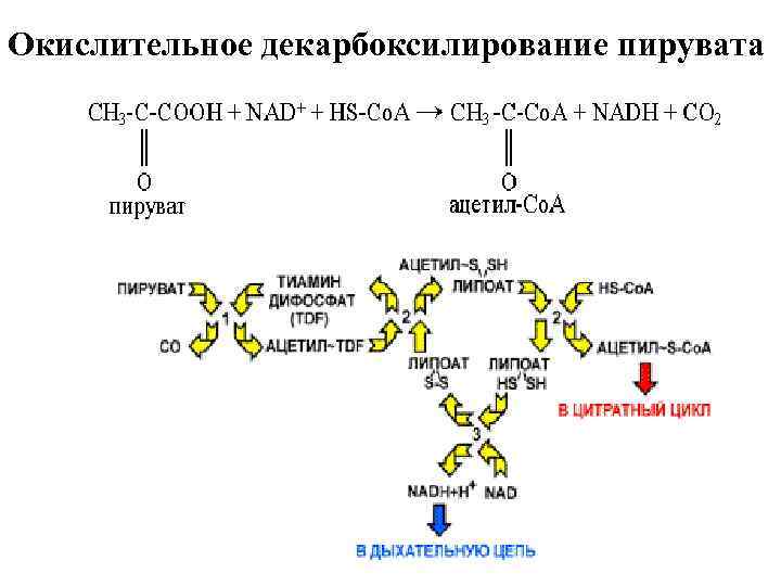 Окислительное декарбоксилирование пирувата схема