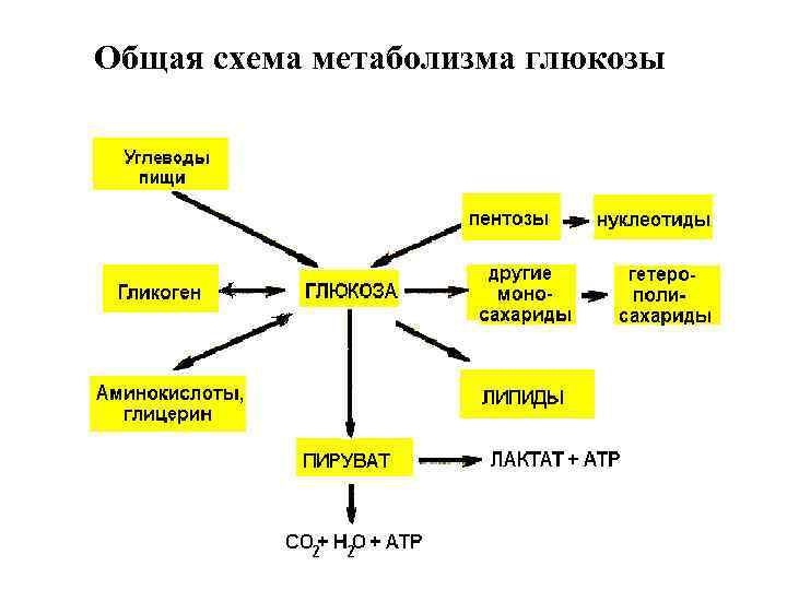 Общая схема метаболизма глюкозы 