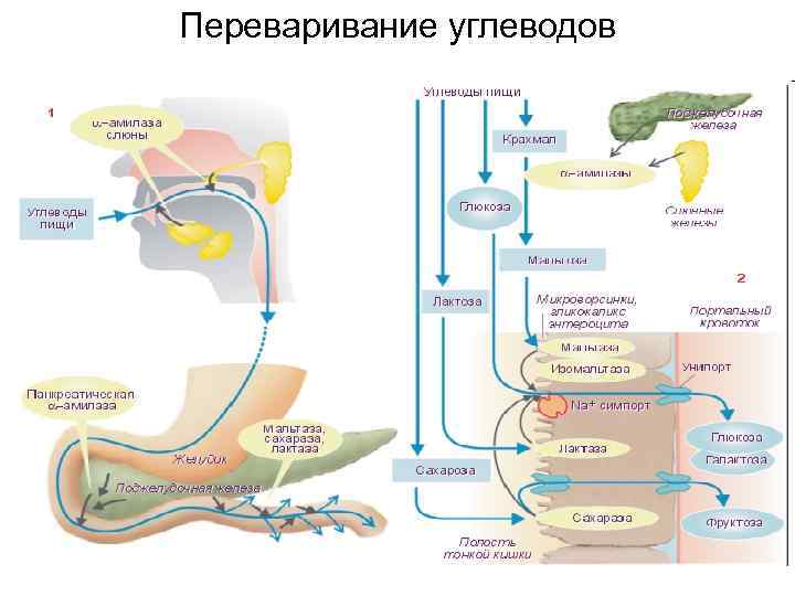 Переваривание углеводов 