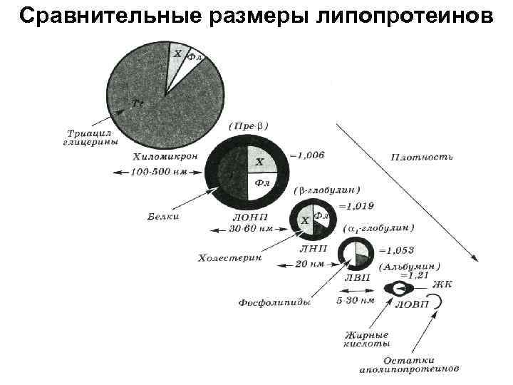 Сравнительные размеры липопротеинов 