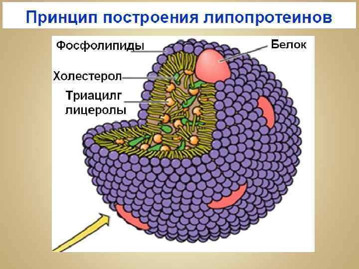 Липопротеины это. Липопротеины состоят из. Липопротеины рисунок. Липиды и липопротеины. Биологическая роль липопротеинов.