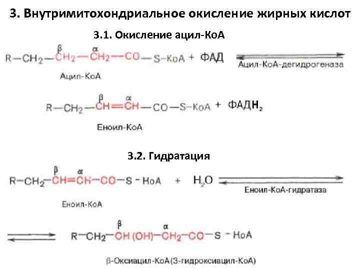 3. Внутримитохондриальное окисление жирных кислот 3. 1. Окисление ацил-Ко. А 3. 2. Гидратация 