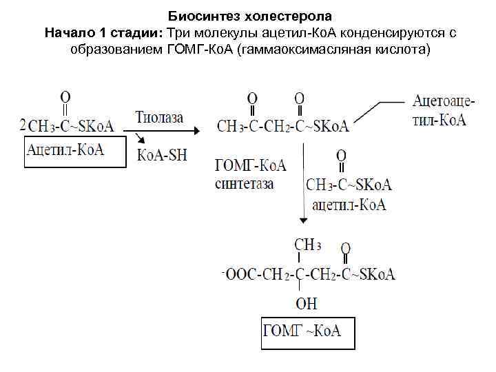 Биосинтез холестерола Начало 1 стадии: Три молекулы ацетил-Ко. А конденсируются с образованием ГОМГ-Ко. А